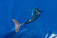 Delfin taucht ab